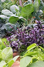 Vegetable flower bed of mixed crops