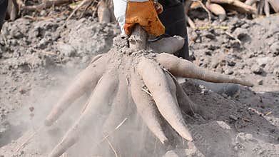 Farmer pull and harvesting cassava over dry soil