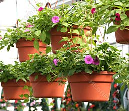 Hanging Baskets