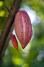 Cacao