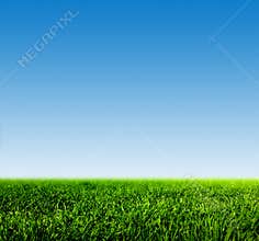 Green grass on spring field against blue clear sky