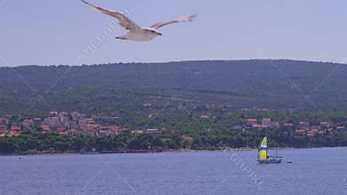 Seagull flying Brac