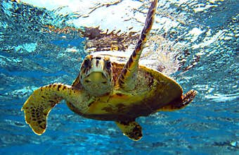 Sea turtle