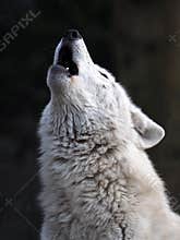 Howling wolf