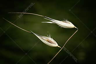 Delicate grass seeds sway in the wind against a dark background on a sunny afternoon