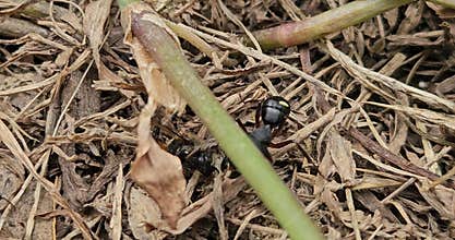 Black Ants Attacking Honey Bee Close Up, Predator Insect Behavior, Apis cerana Prey Wildlife Scene