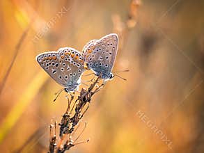 Butterflies resting on a dry plant during sunset in a warm landscape