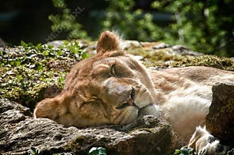 Lioness sleeps on a rock in a green environment during the daytime in the wild