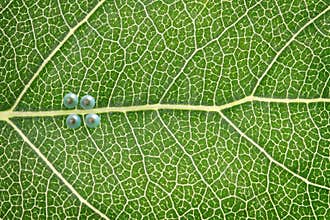Tiny green eggs on a leaf are resting under natural light during daytime in a garden
