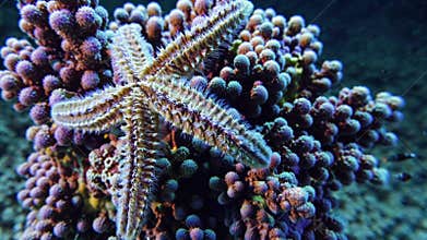 Underwater Closeup Starfish On Coral, Purple Polyp Clusters And Textured Fivearmed Echinoderm, Soft Blue Lighting