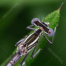 Close view of a dragonfly resting on a green leaf in a garden setting during daytime
