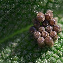 Insects lay eggs on green leaf during sunny day on garden plant