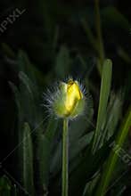 Close view of a yellow flower bud in a dark green setting before blooming in nature during the evening