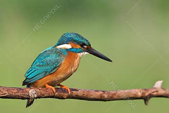Common Kingfisher (Alcedo atthis).