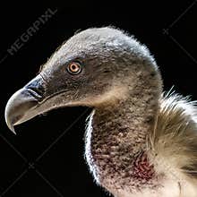 Vulture perched and observing in a dark environment during daylight hours