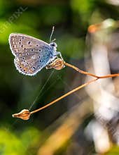 Butterfly sits on a dried stem in a garden during the afternoon with blurred green background