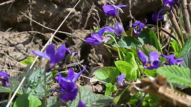 Group of purple wild violets growing on sunny hillside, spring forest, side light