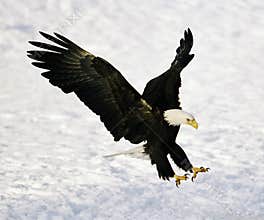 Bald Eagle Landing