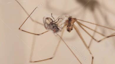 Macro spider trapping fly in web, predator prey interaction close-up, wildlife hunting behavior scene