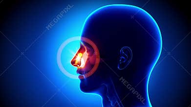 Sinus - Nose - Pain concept - 4K resolution