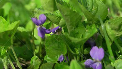 Purple violets flowers bloom among lush green leaves in a vibrant natural setting, showcasing the beauty of springtime flora