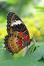 Butterfly on a leaf