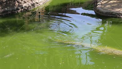 Scene with Big Crocodile