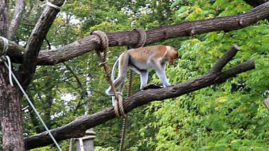 Walking and jumping proboscis monkey