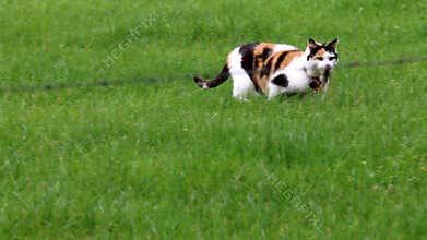 Calico cat catches mouse in dutch field