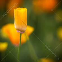 Bright yellow flower stands tall in a field filled with colorful blooms during a sunny spring day