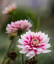 Colorful dahlia flowers blooming in a garden during daytime capture the attention with their unique shapes and patterns