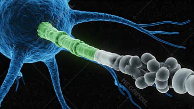 3D Animation of a Neuron Cell Structure with Axon Myelin Sheath and Synapse Signal Transmission on a Dark Starry Background with