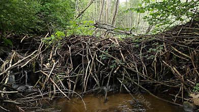 Dam beavers