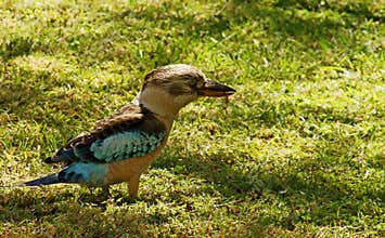 Blue-winged Kookaburra