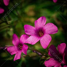 Bright pink flowers bloom in a garden during the summer season on a sunny day