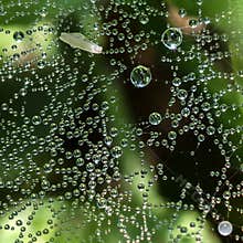 Exploring nature through macro photography of water droplets on a spider web in a green setting