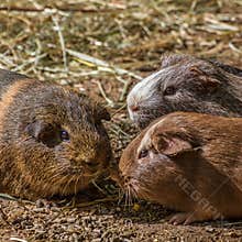 Three guinea pigs gather to eat food on the ground in a sunny outdoor setting during the day