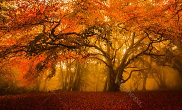 Golden Fall season forest