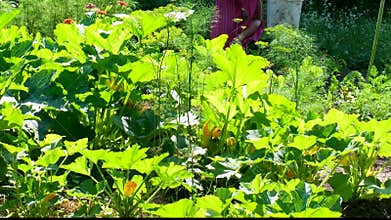 vegetable garden with dill and zucchini leaves rural farming work in background summer scene