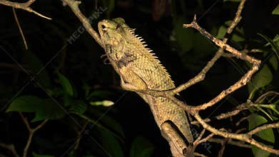 Garden lizard on tree branch at night, reptile wildlife close up in natural habitat, India