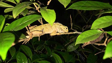 Garden Lizard on Tree Branch at Night, Reptile Wildlife Close Up in Natural Habitat, India