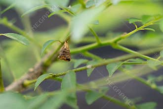 Brown Bagworm Moth Larva Case Hanging from a Green Plant Branch in a Tropical Garden