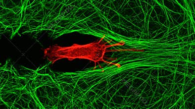 Melanoma Cell Invasion Collagen Gel Confocal