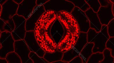 Plant Stomata Guard Cell Aperture Control Confocal