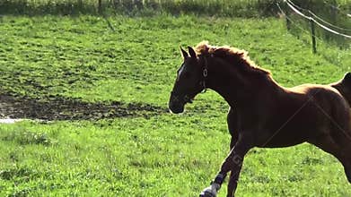 Horses gallop free in meadow