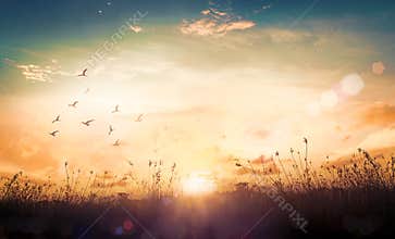 Ethereal Celestial Sunset Sky with Grass Silhouette and Flaring Light