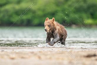 brown bears of Kamchatka