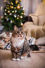 Cat, new year holidays, christmas, christmas tree