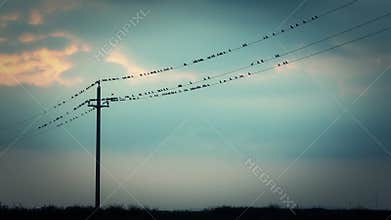 Birds on the Wires