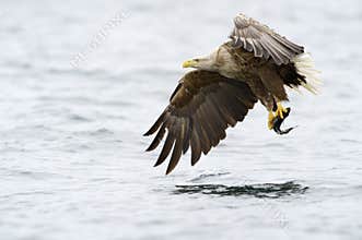 White-tailed Eagle